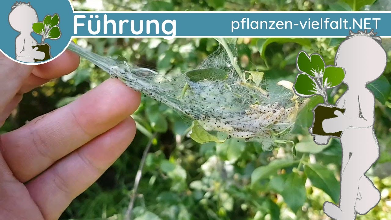 🔎 KW 19 - Wildpflanzen Führung 3/3 - (zweite Maiwoche) - Wiesenblumen, Getier & Dschungel