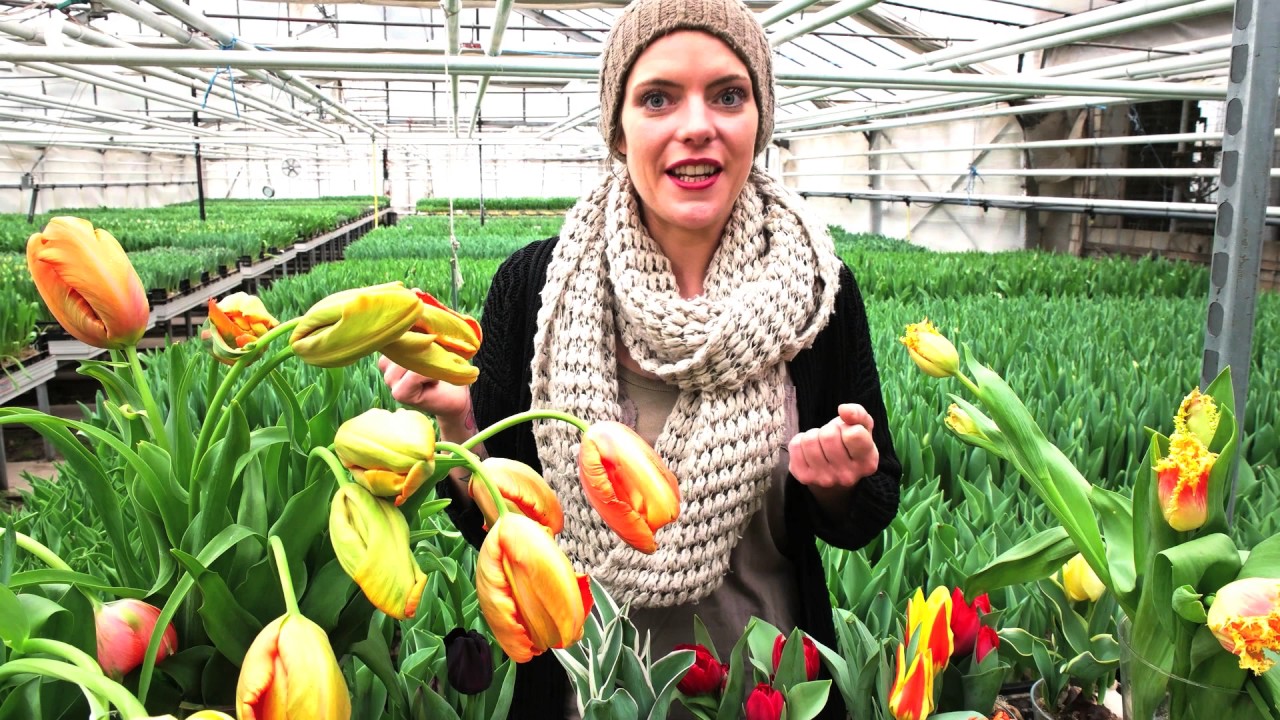 Verliebt in bunte Tulpen Vielfalt!