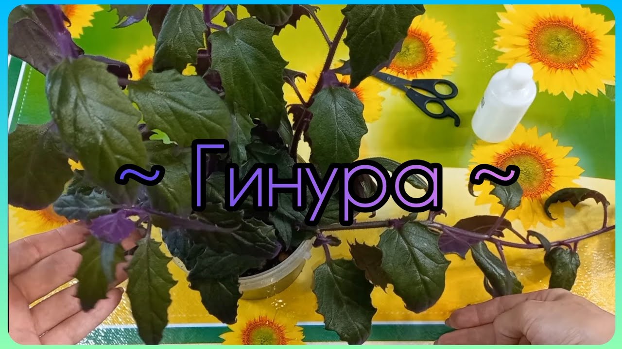 Всё о ГИНУРЕ💜Уход в домашних условиях🌱Освещение💜Полив🌱Грунт💜Черенкование🌱Размножение💜Формирование