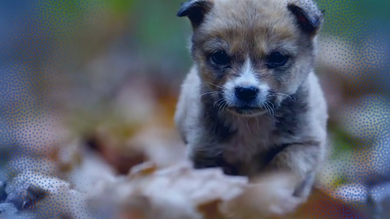 I Will Not Dream of Puppies VIII