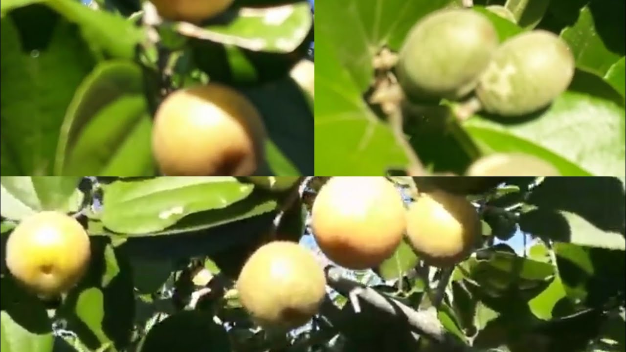 JUAZEIRO.  &Aacute;rvore frut&iacute;fera da caatinga.