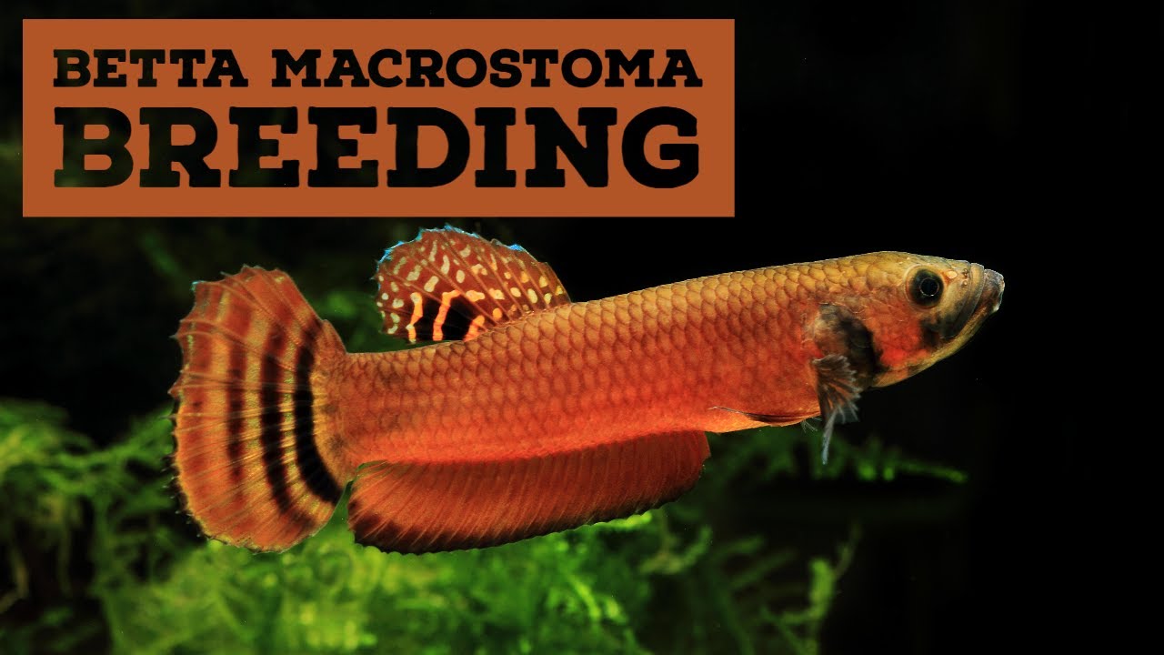 Betta macrostoma breeding