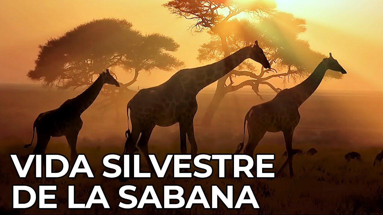 El Mundo Salvaje: La Sabana Africana | Free Documentary Nature -  Espa&ntilde;ol