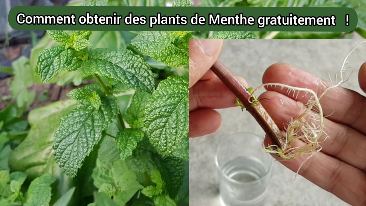 Comment bouturer la Menthe verte de A à Z ? simple et facile