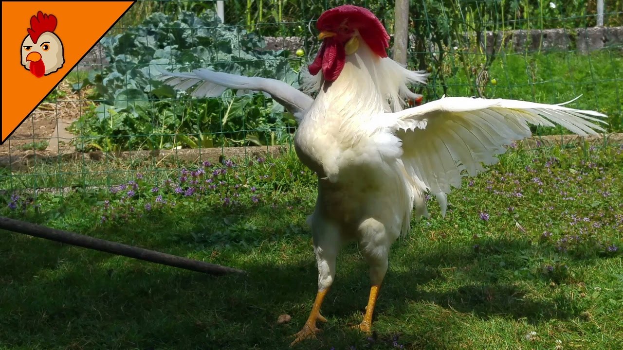 Rooster Crowing in the Morning - Leghorn Rooster - Chicken Sounds and Noises