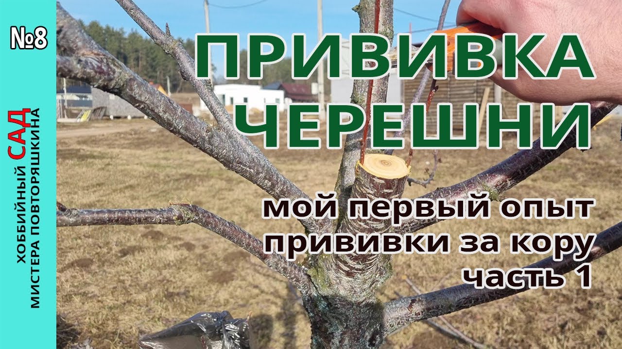 Прививка черешни методом