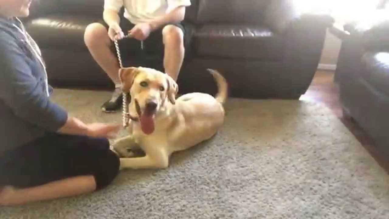 High Energy Yellow Lab - Dog Obedience Training Before & After