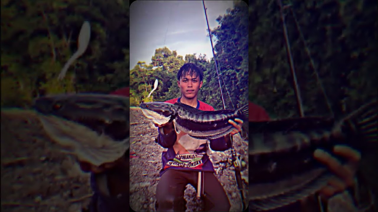 casting toman#angler2006 #angler #casting #mancing #toman #castingtoman #angler2001