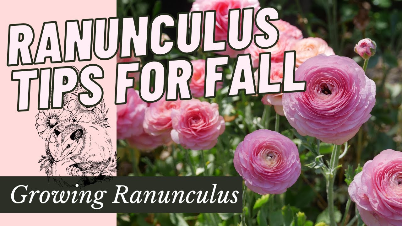 Growing Fall Ranunculus: From Start to Finish // Ranunculus Bulbs How to Plant