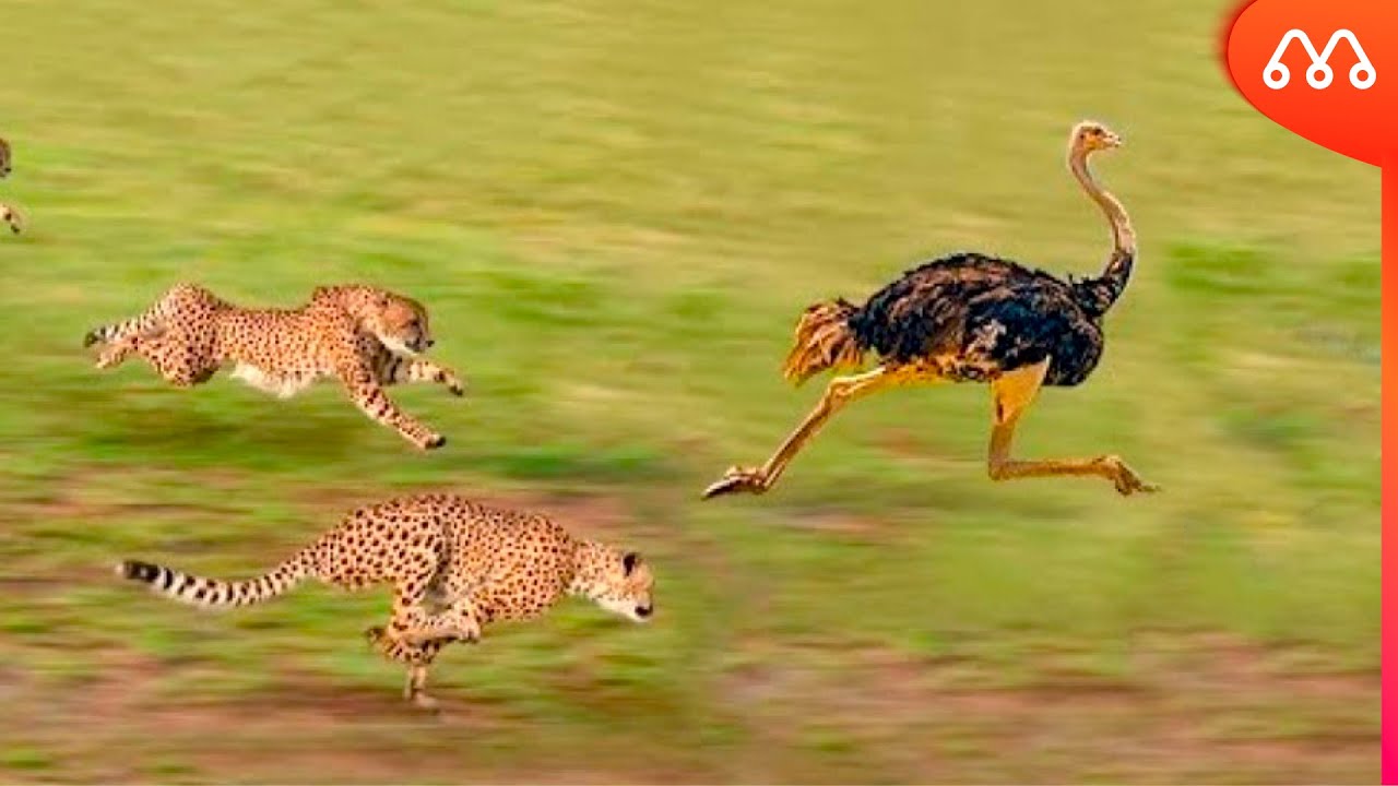 КОГДА СТРАУС СТАРАЕТ НА ГОНКУ ПРОТИВ ЧИПАРДА