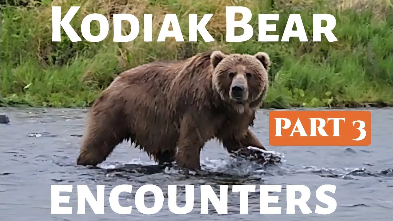 2 amazing bear encounters ! Part 3, 2025.