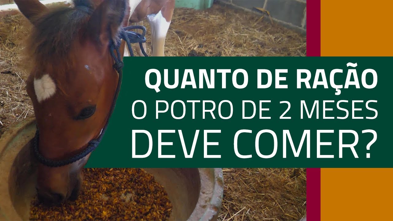 Cuidando do potro órfão Max | EPISÓDIO 4