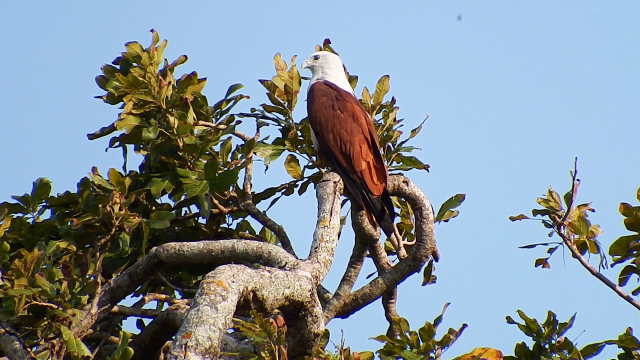 Brahminy Kite (Haliastur indus)