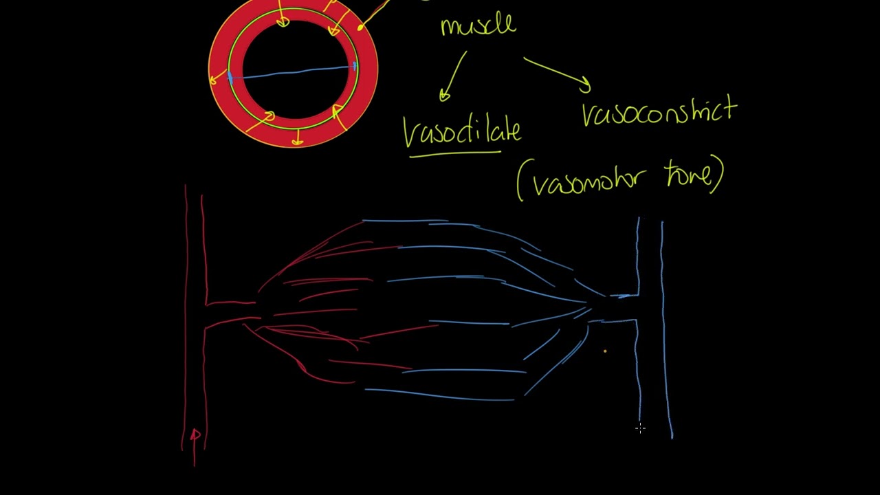 OCR A-level PE: Vasomotor Control and Vascular Shunt