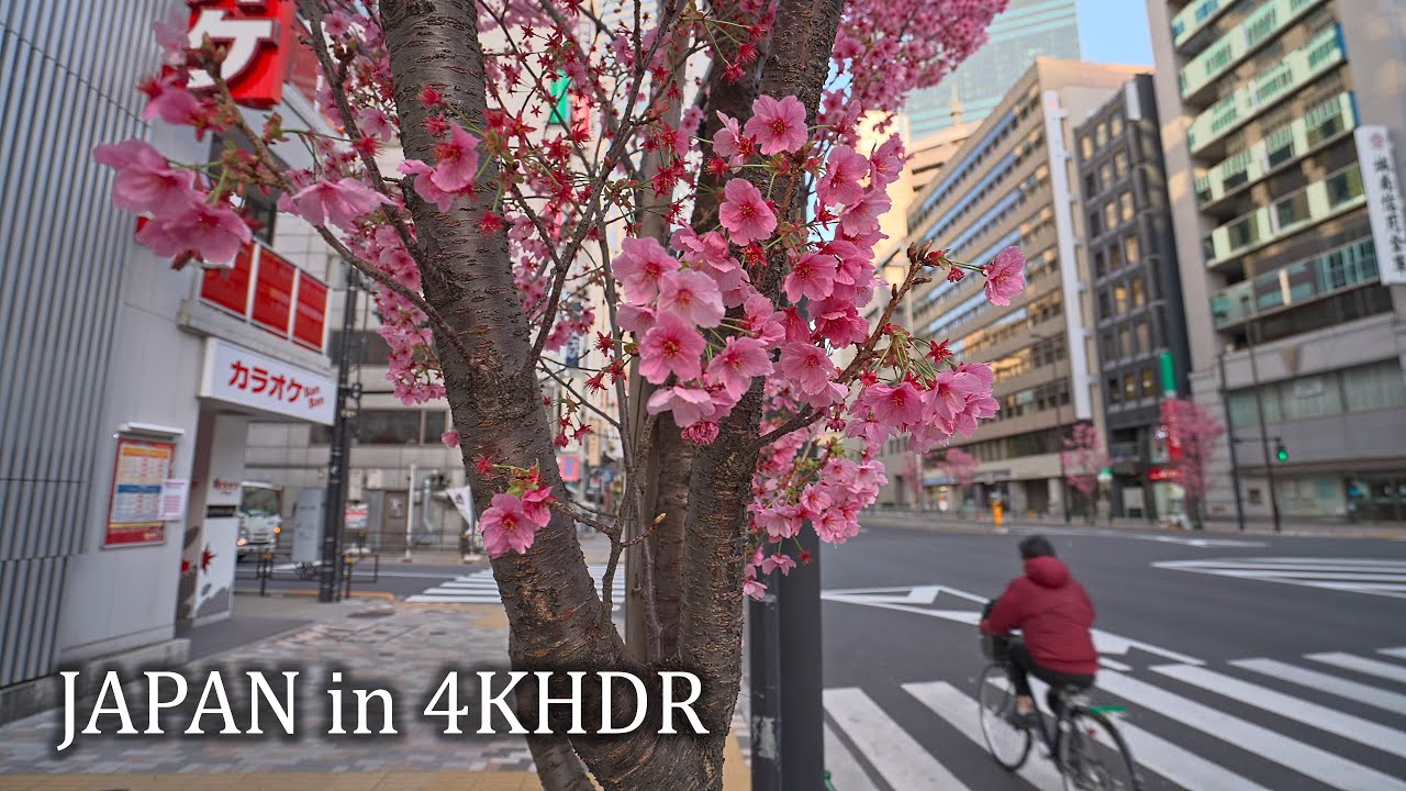 Прогулка с Няннерс・Ранняя сакура утренней Сибуя и Мегуро・4K HDR