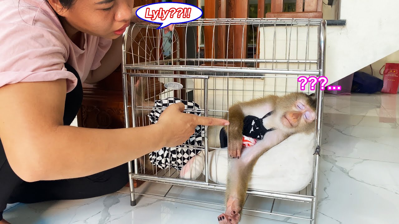 Обезьянка Лили уснула в доме соседа, чем очень расстроила свою маму.