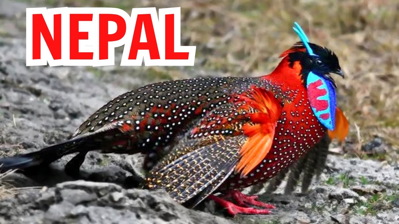 Birds of Nepal – 15 Weird Species You Won’t Believe Exist