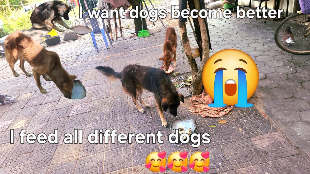 I feed all of different dogs 🥰🥰🥰