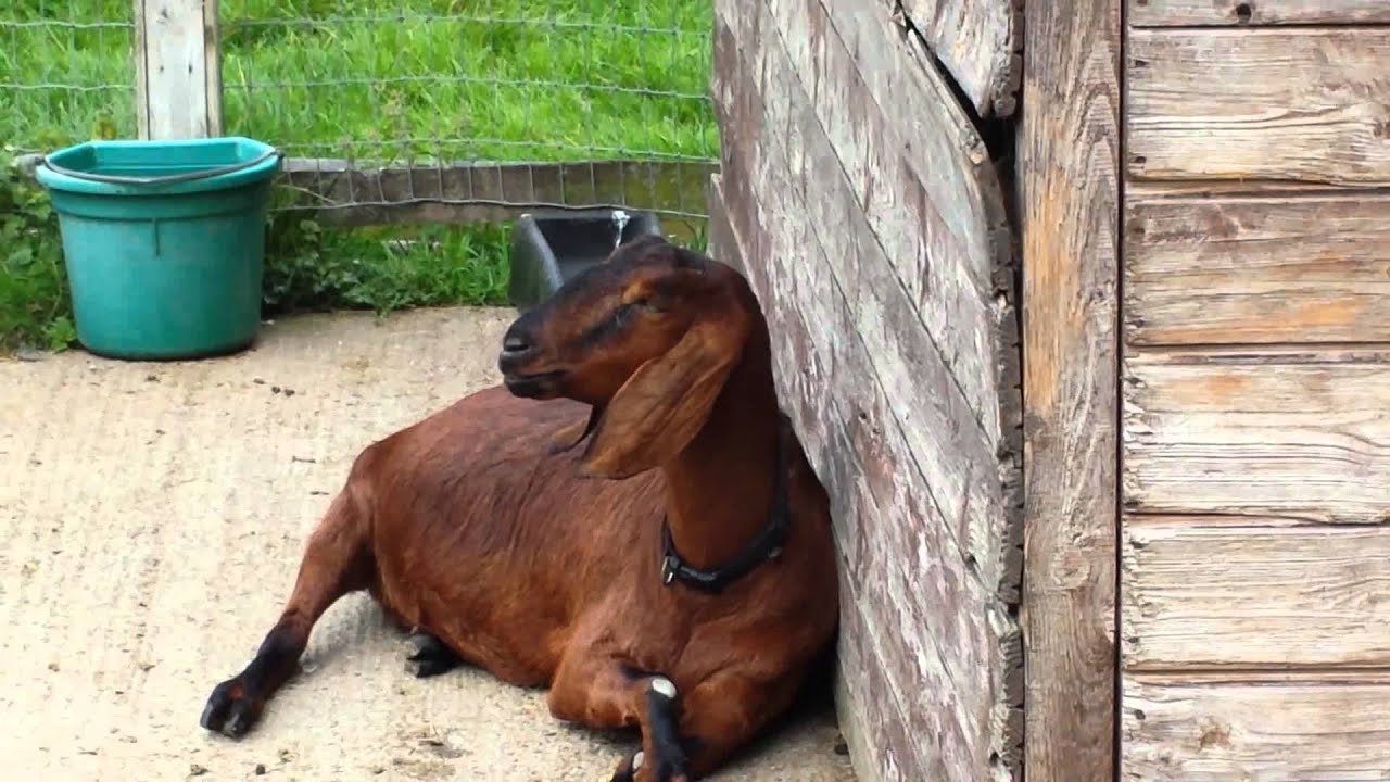 Zen goat appears to have had marijuana experience