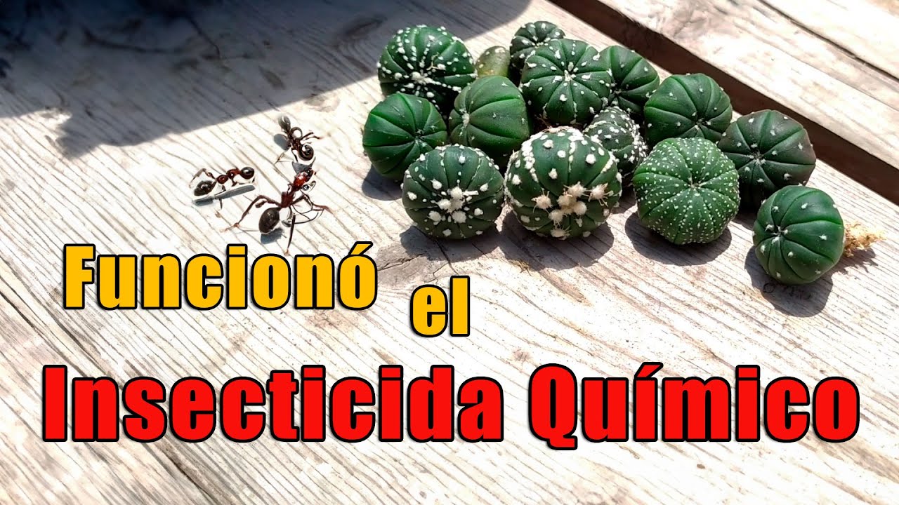 Como eliminar cochinilla de los cactus, dimetoato y cipermetrina