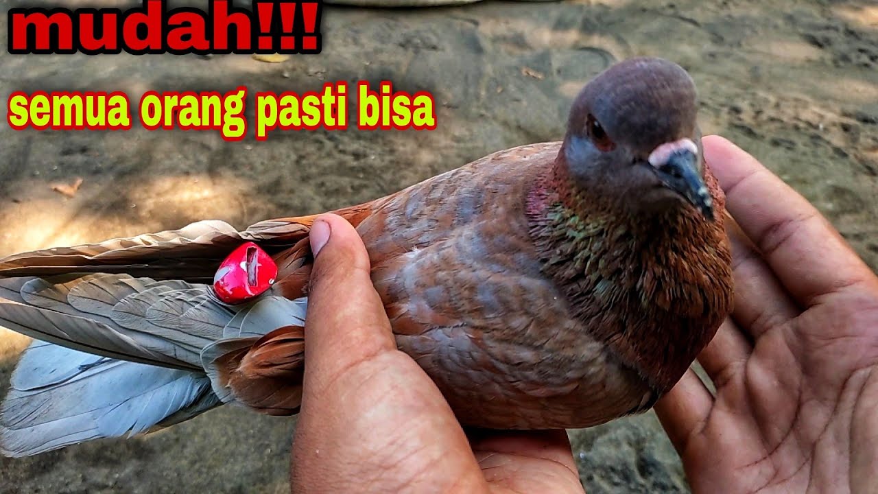 CARA MEMASANG SAWANGAN MERPATI