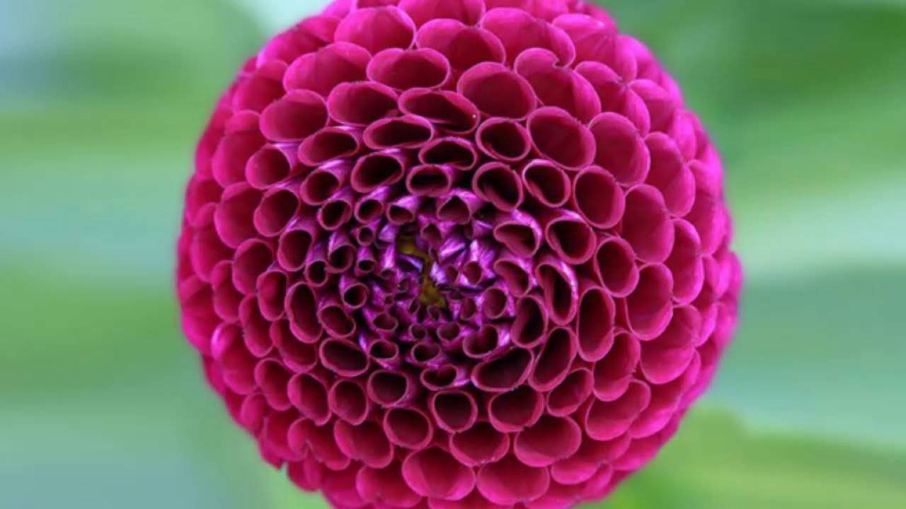 Համաչափություն