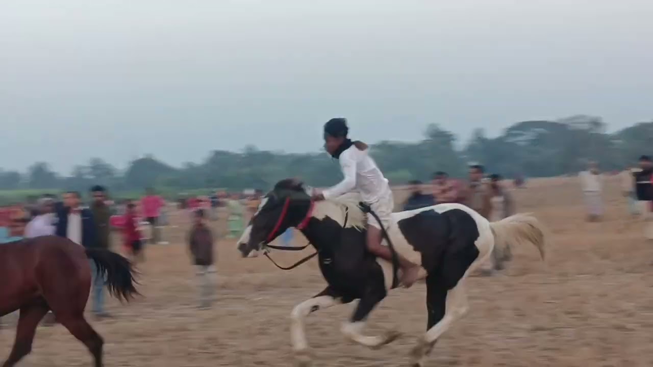 মাছ পুকুর ঘোড়া দৌড় রেস