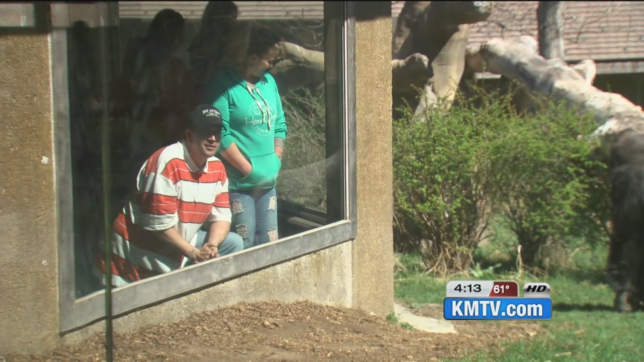 Des Moines couple visit Omaha zoo, befriends gorillas