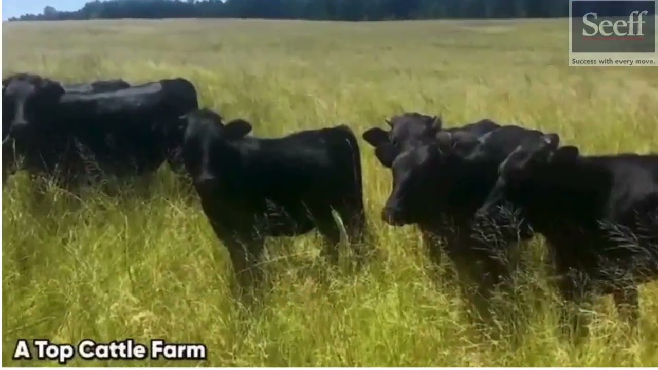 For Sale Prime 1100 ha Farm in Sought-After Lothair Area - RLS968676