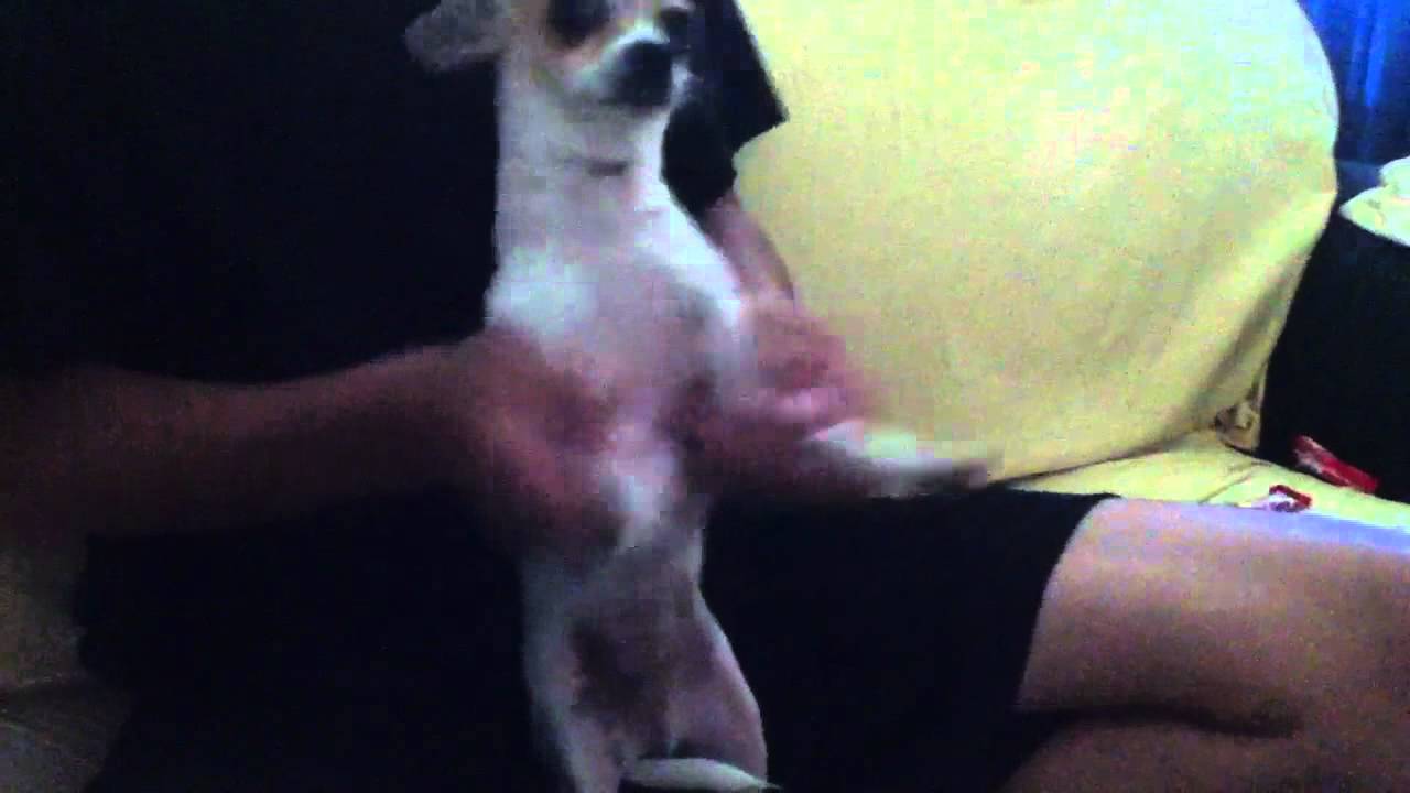 My dog liek da KOAN SOUND