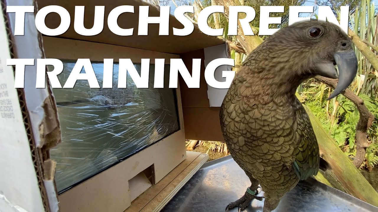 Training Kea to Use Touchscreens (Part 1)