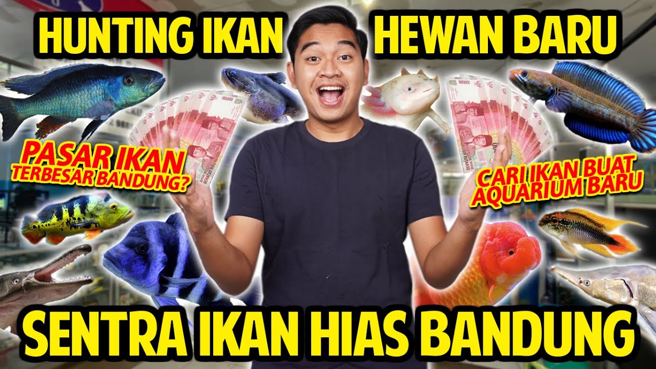 HUNTING IKAN BARU DI SENTRA IKAN HIAS BANDUNG! PASAR IKAN TERBESAR DI BANDUNG?! AQUARIUM BARU!