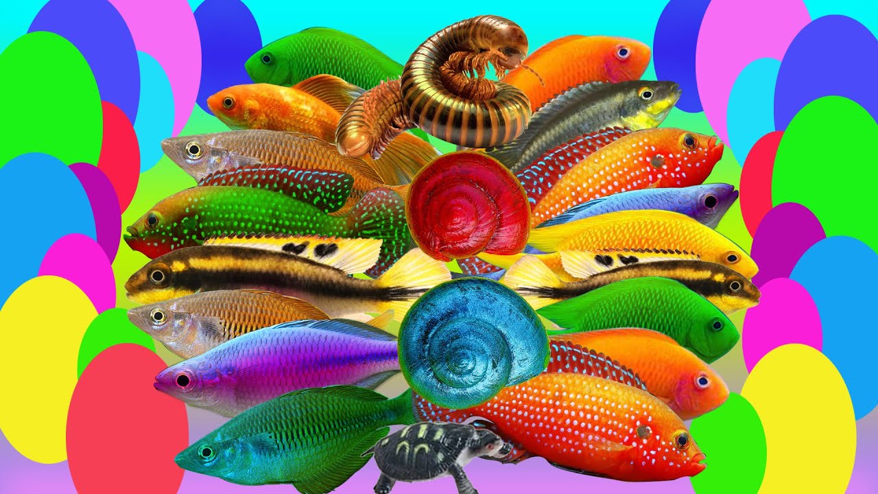 Wonderful Catch beautiful aquarium fish, in the small well millipedes, snails, turtle 
