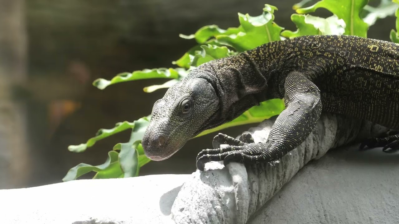 Lumix S5iiX || Sigma 70-200mm f2.8 || Sanford Zoo Test Footage (No Post FX)