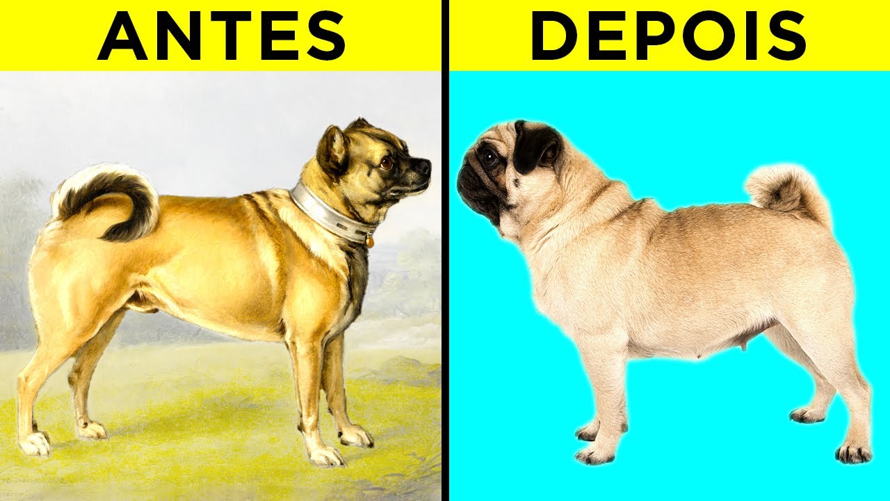 Como 100 Anos De Reprodução Mudaram Essas Raças Populares De Cães