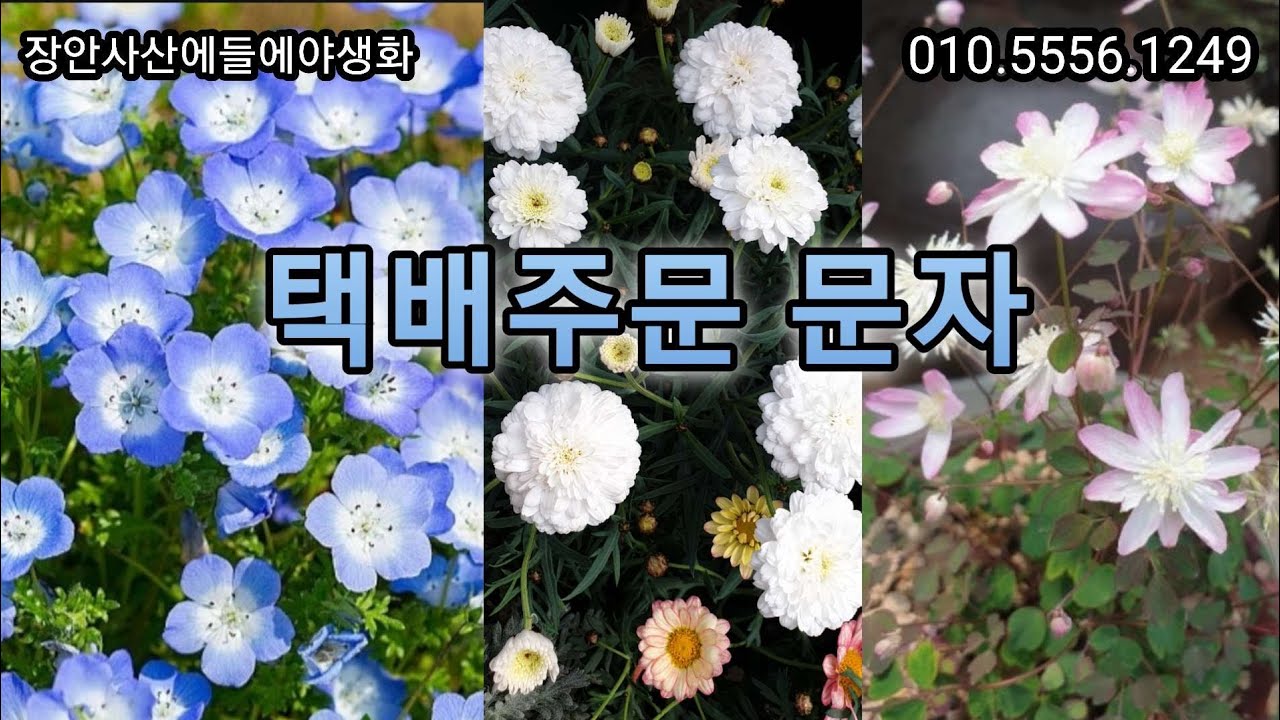 #네모필라#흰색겹목마가렛#사계대만꿩의다리#해오라비난초#매화향연#보라싸리#분홍샤린마이#쿠페아외목대#핑크샴페인삼지구엽초#란타나#클리핑로즈마리#루비보르니아#쥴리안앵초#장미앵초