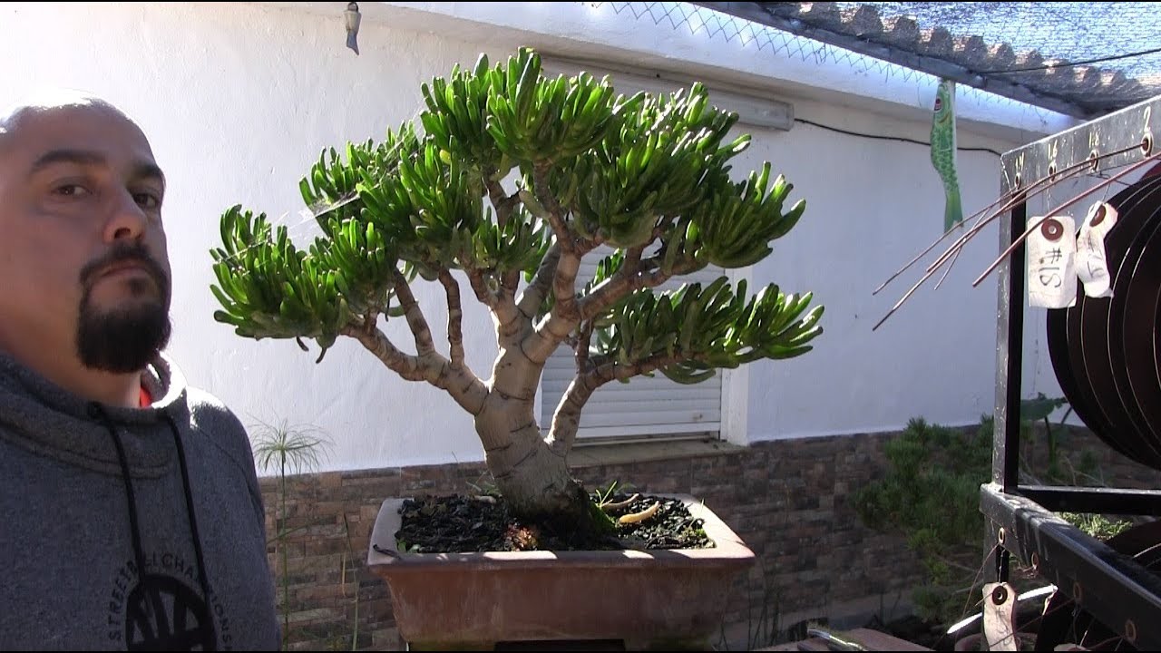 Bonsai suculenta - Crassula ovata Convoluta