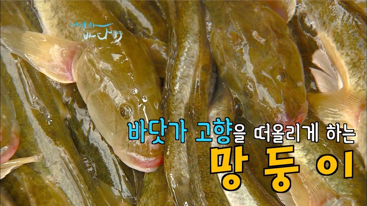 갯벌에서 찾은 서민보양식, 망둥어,운저리[어영차바다야]