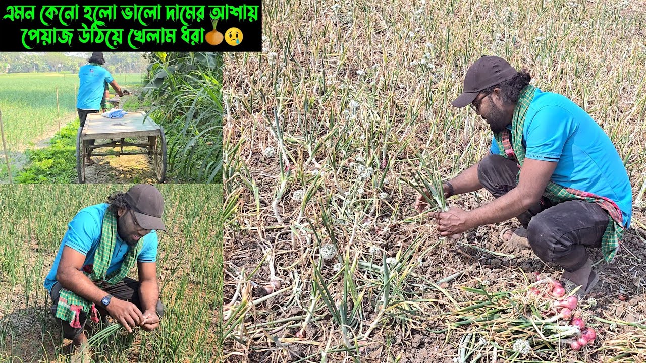 এমন কেনো হলো ভালো দামের আশায় পেঁয়াজ উঠিয়ে খেলাম ধরা। 🧅😰