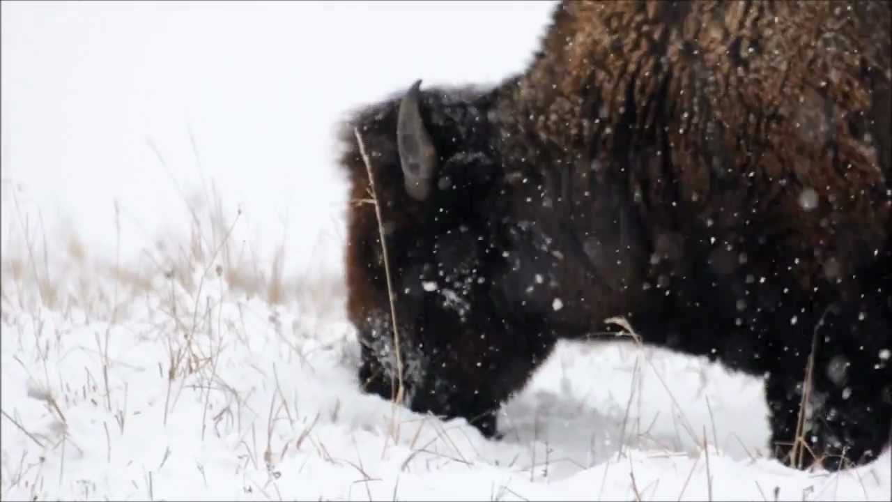 Winter Wonderland Bison and Elk in Snow Wildlife by Karen King