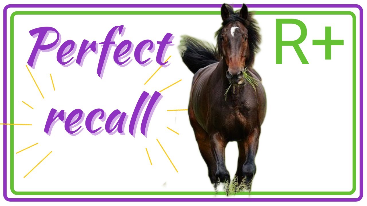 Teach Your Horse to Come when Called| Never 'catch' your horse