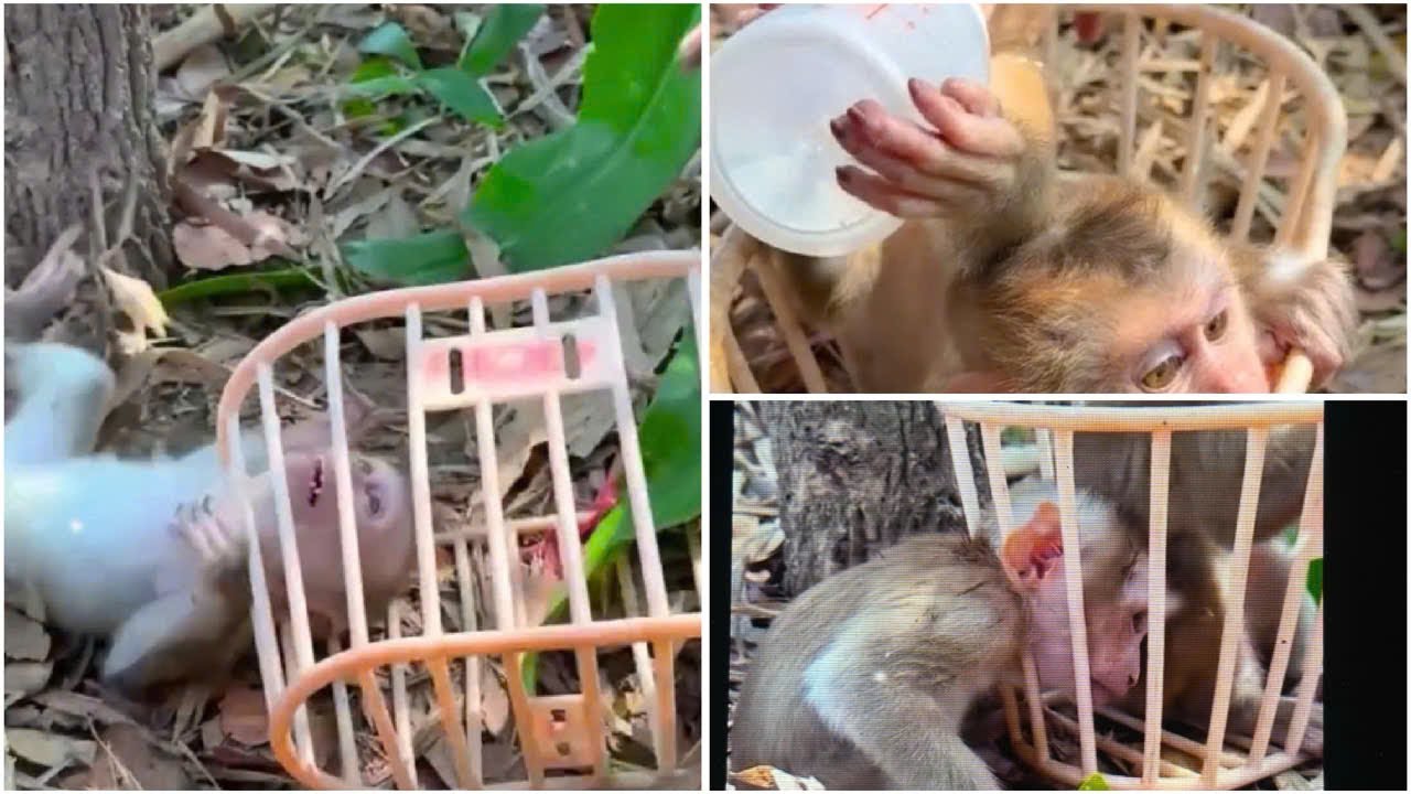 猴哥贪玩头卡在蓝子里好心小哥喂食牛奶成功救援#动物的迷惑行为 #动物世界 #猴子 #猴子成精