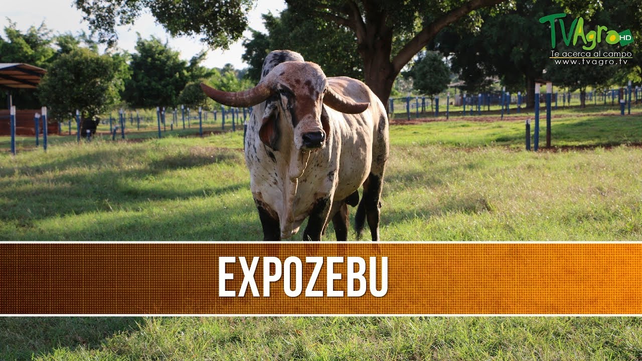 Feria: Expozebu Brasil - TvAgro por Juan Gonzalo Angel