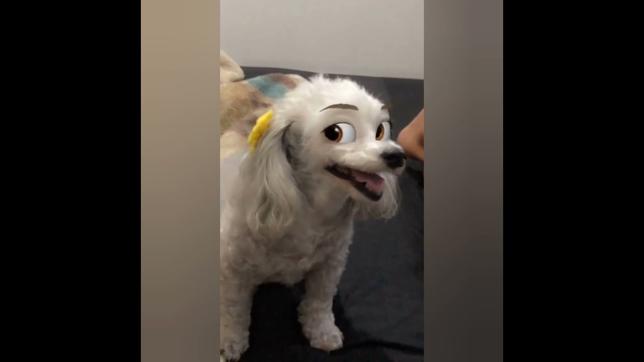 FUNNY DOG eyes DROLL(laught) 