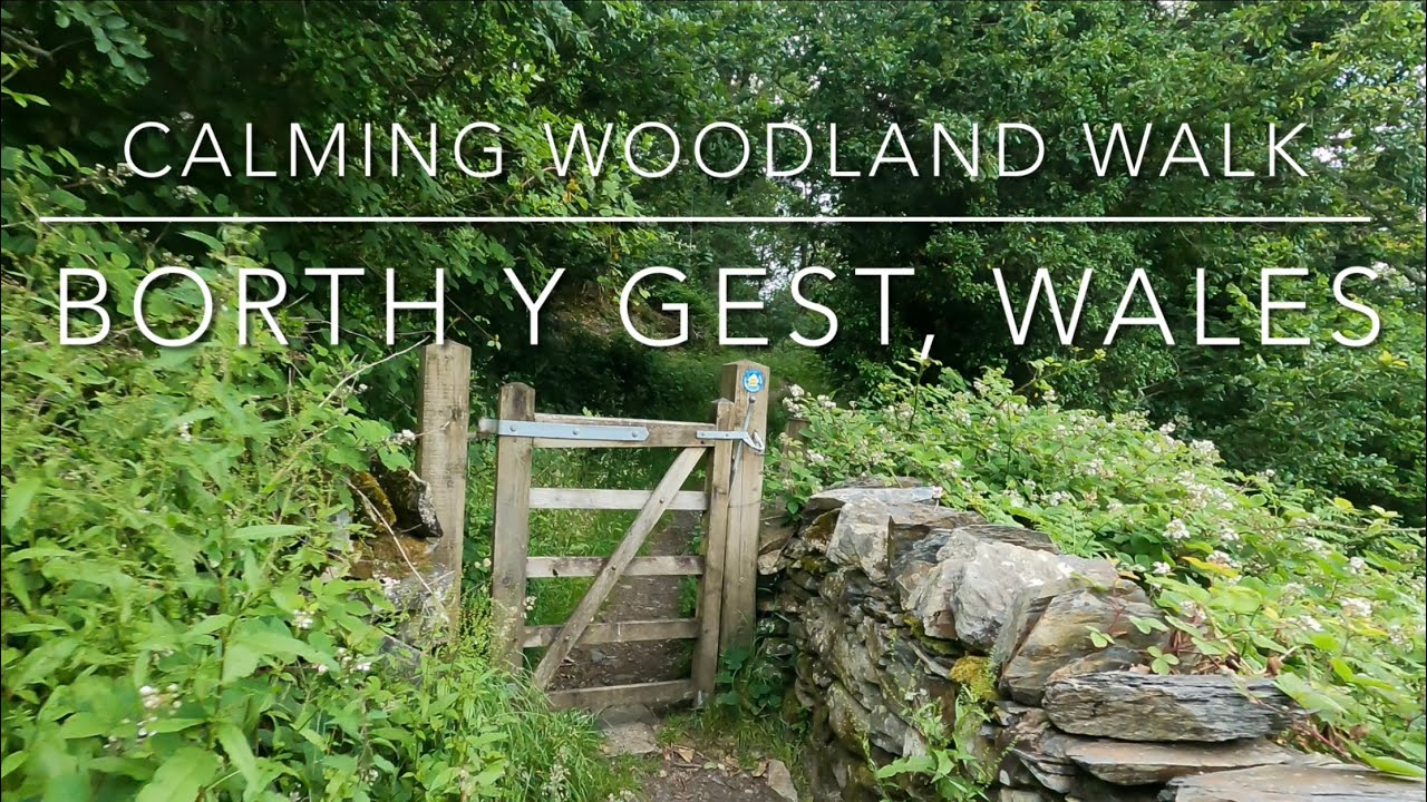 4K Relaxing Walking in the Forest. Coed Borth. Borth y Gest, Wales, POV