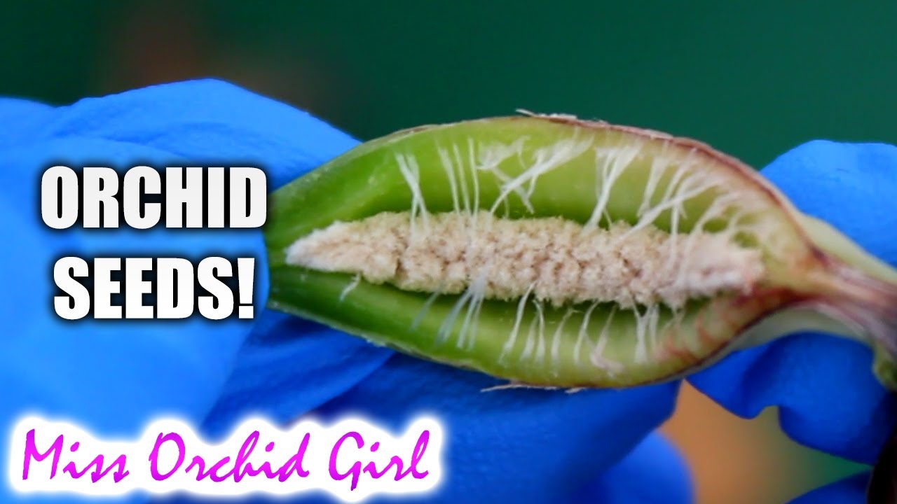 Orchid seed pod opens! - how Orchid seeds form