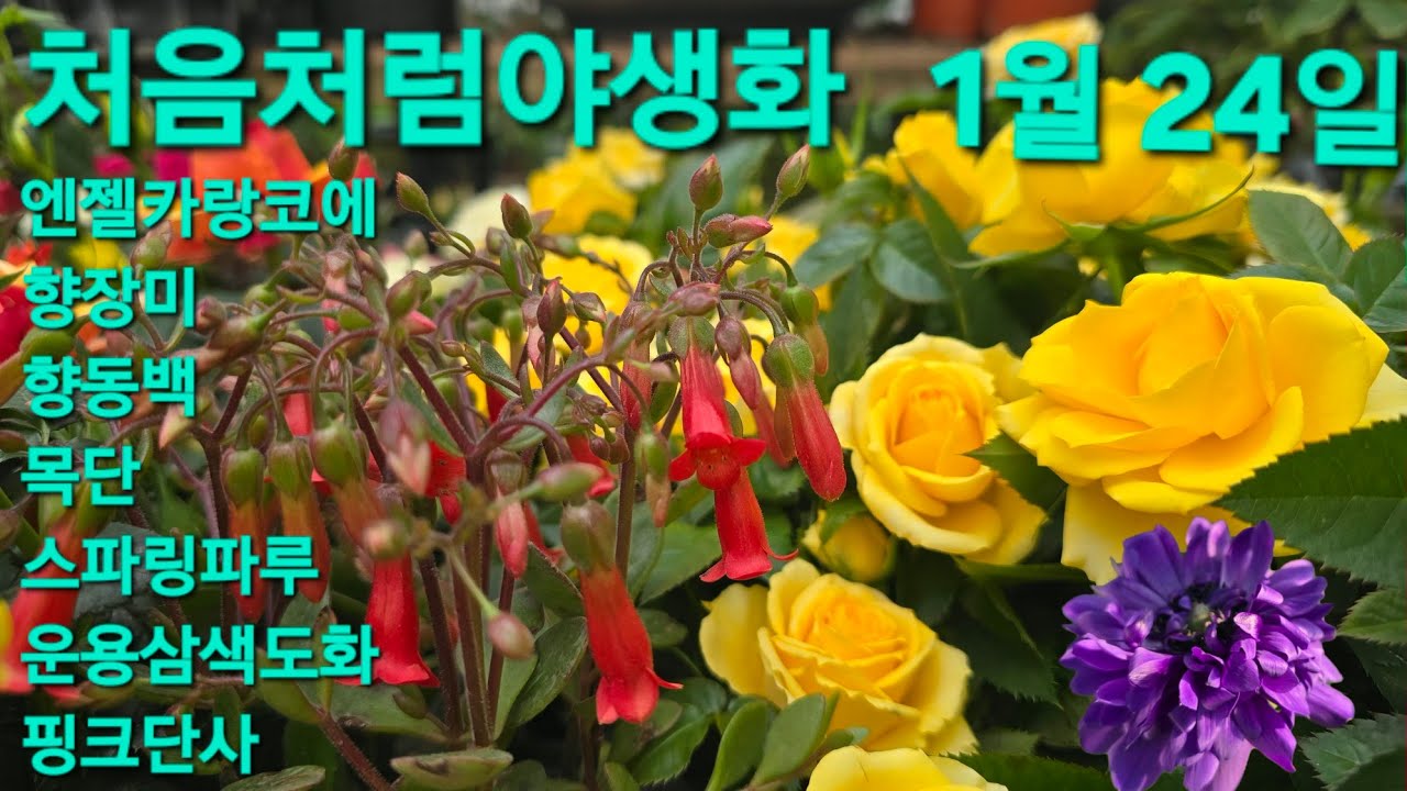 #엔젤카랑코에 #향장미 #향동백 #투톤초연초 #장미앵초 #아젤리아 #목단 #스파링파루 #처음처럼야생화