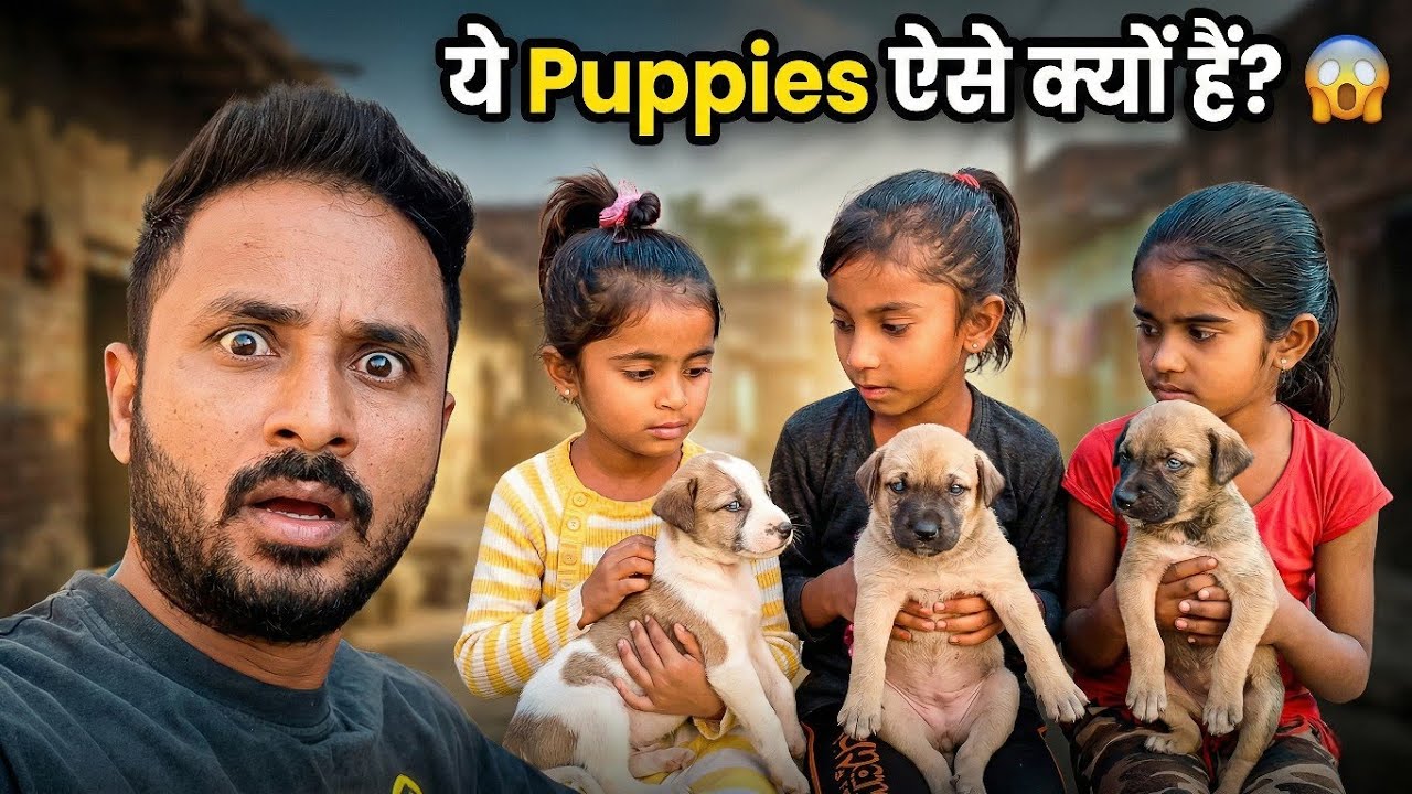 यकीन नहीं होगा! 😲 ये वही Puppies हैं? | Amazing Dog Transformation