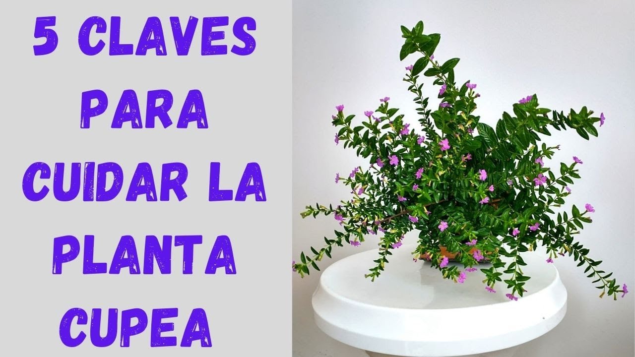 5 Consejos clave para el cuidado de la planta CUPEA o también llamada DIOSMA