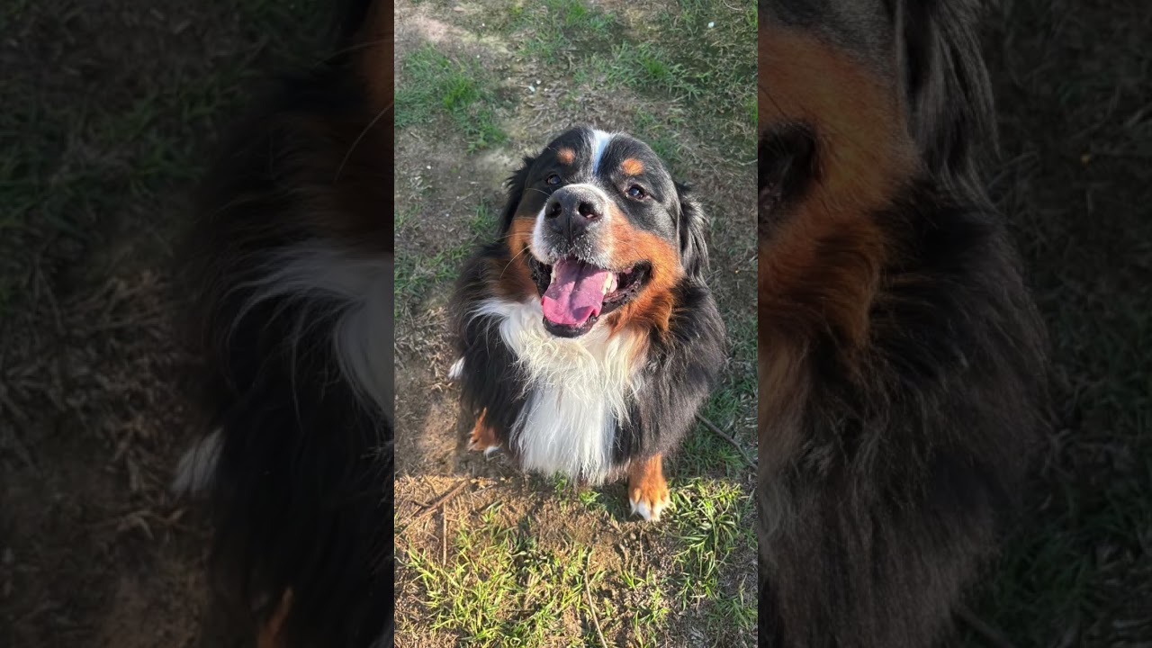 Moxie-Bernese mountain dog